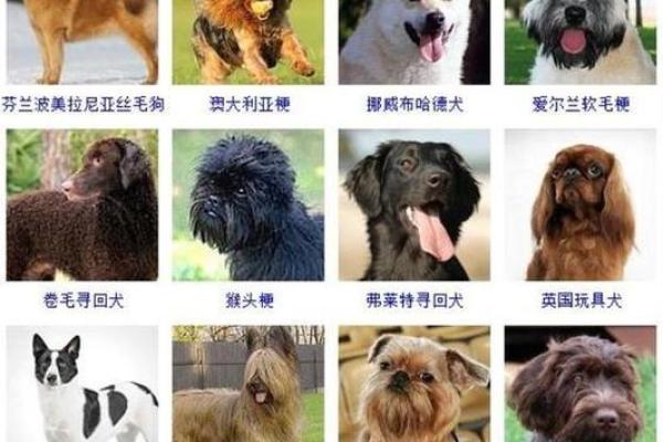 狗宝宝免费命名，给你的宠物一个特别的名字