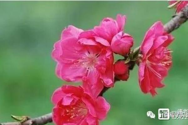 甲子男命在二婚中的情感变化