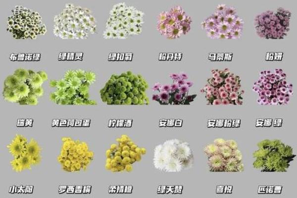 招财花助运秘籍 提升家中财运的风水植物选择