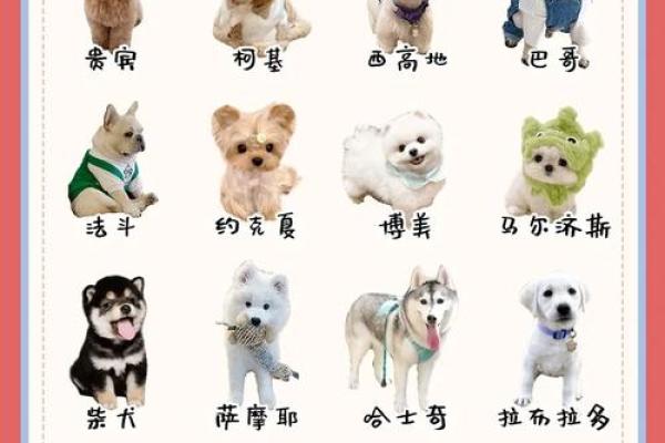 属狗宝宝取名字的最佳选择与技巧