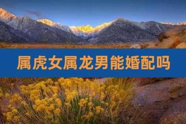 属虎女和属龙男的爱情兼容性探讨