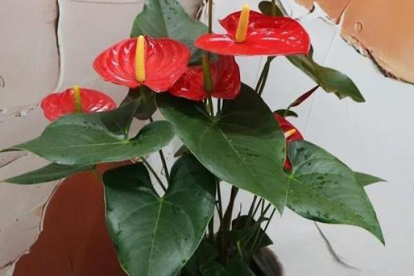 风水中最招财的花有哪些 它们如何带来好运和财富