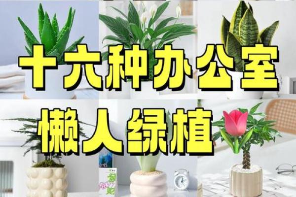 办公室绿植风水布局与职业发展密切相关