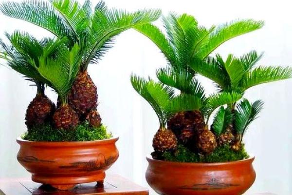 办公室绿植风水布局与职业发展密切相关