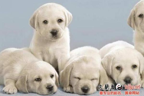 狗年宝宝起名指南：结合传统与现代，精选狗年文字命名技巧
