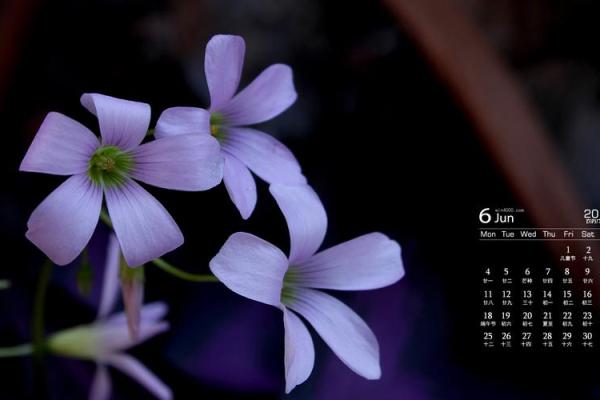 9月15日特别日历，揭秘你的幸运日，不容错过