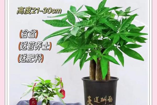 提升办公室运势的最佳盆栽选择与风水指南