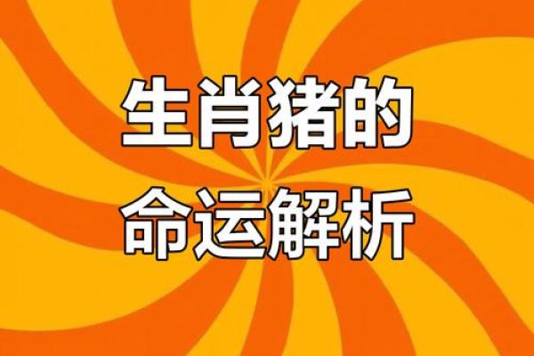 猪生肖运势大揭秘：今年的幸运与挑战