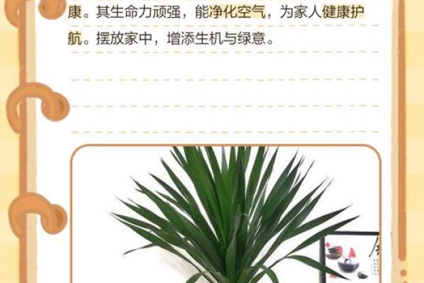 家居风水与铁树枯萎叶的关系解析