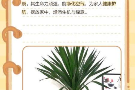 家居风水与铁树枯萎叶的关系解析