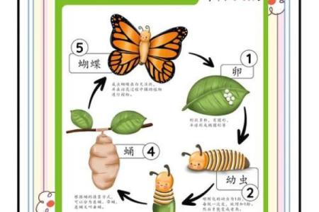 发现世界上最美丽的蝴蝶名字及其背后的故事