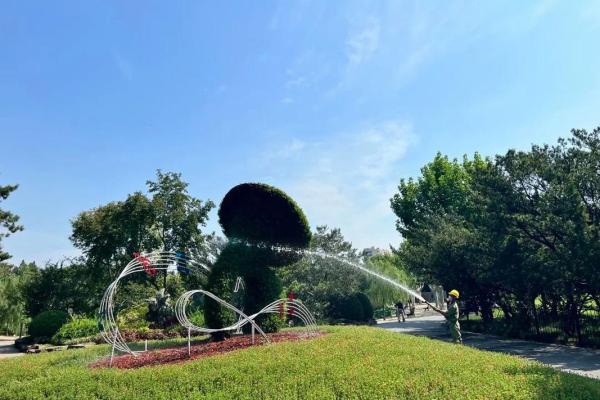万年历松柏木：穿越时光的绿意守护