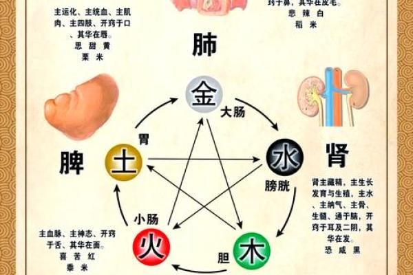 五藏与五行的深度解析：如何通过五行理论理解身体健康？