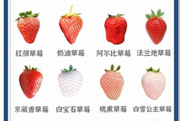 草莓名字的象征意义与文化内涵