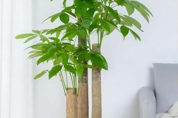 提升财运的风水植物推荐与摆放技巧