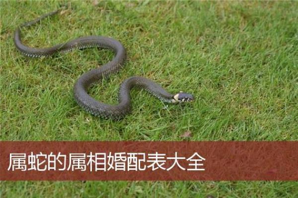 属蛇男女婚配的吉凶与性格特点