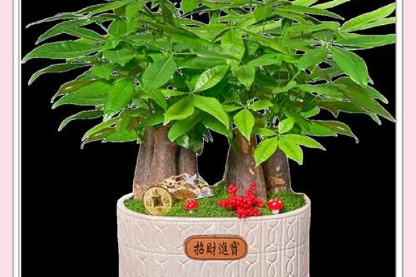 十种必备招财风水植物助你开运致富