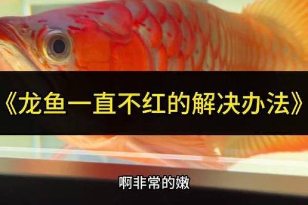红龙鱼鱼缸放置风水禁忌与吉祥方位解析