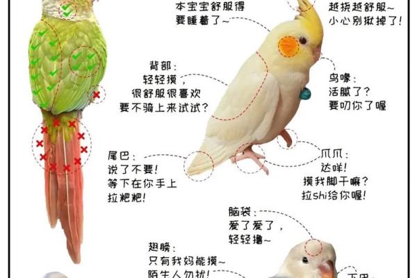 家中招财鹦鹉风水摆放位置解析