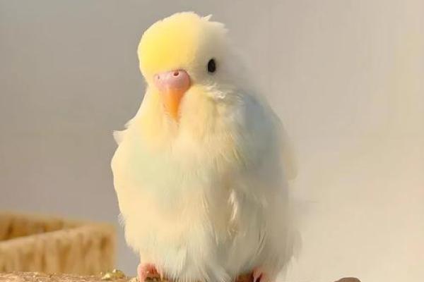 家中招财鹦鹉风水摆放位置解析