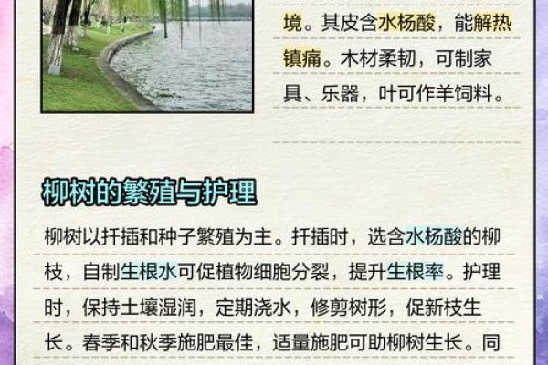 杨柳木命的优势与挑战，你了解多少