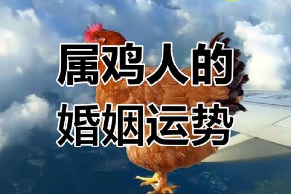 属鸡与属鸡的婚配如何 适合与否解读分析