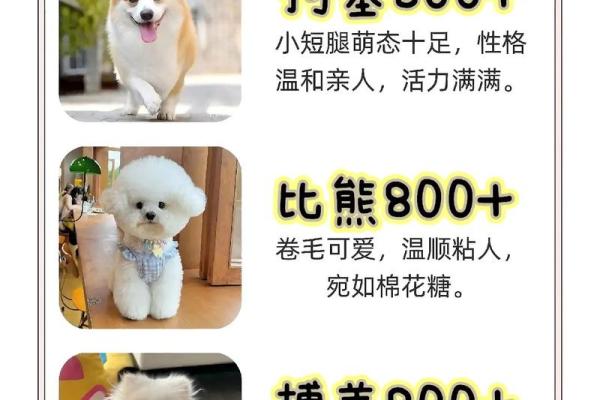 一步步教你为新宠狗狗选择一个完美的名字