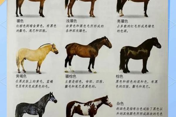 了解马相配的性格特点与相处之道
