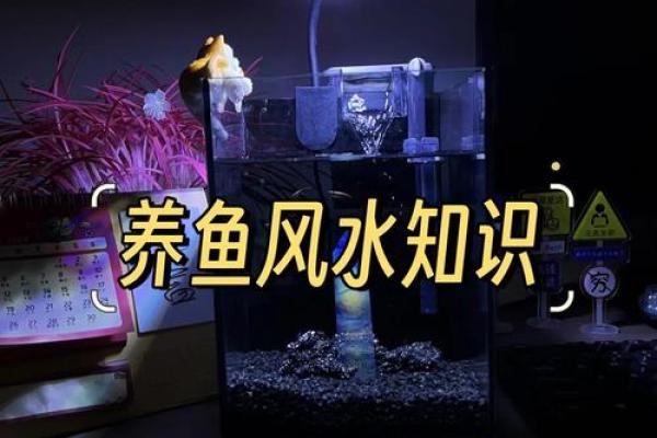 选择昆明家居风水鱼缸，让家更和谐吉祥